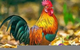 属鸡2019年运势(属鸡2019年运势及运程每月运程)