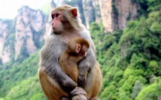 属猴和什么属相最配、相克(属猴和什么属相最配)