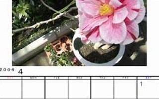 2006年(2006年今年多大岁了)