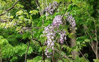 2016年6月(2016年6月英语4级听力答案)