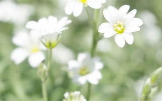 属猴2021年运势及运程(属猴2021年运势及运程幸运数字)