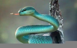 女人梦见蛇是什么预兆(梦见蛇是什么预兆男人周公解梦)