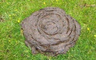 梦见牛粪(梦见牛粪弄到身上)