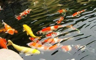 周公解梦 梦见鱼(周公解梦梦见鱼死了什么意思)