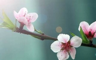 二月初四(二月初四是什么星座)