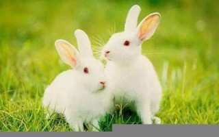 属兔的今年多大了(属猴的今年多大了)