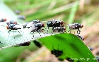 梦见很多苍蝇(女人梦见苍蝇成群密密麻麻)