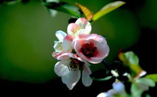 三种属相不能戴金(三种属相不能戴金首饰)