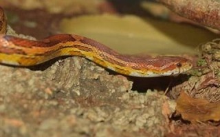 梦见蛇被打死(女人梦见蛇被打死)