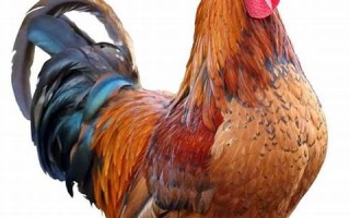 梦见鸡(梦见鸡蛋是好事还是坏事)