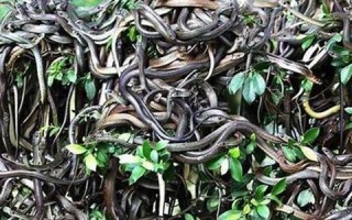 梦见好多蛇(梦见好多蛇追着自己跑是什么意思)