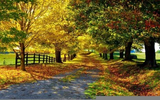 运气查询(十二生肖每日运势查询)