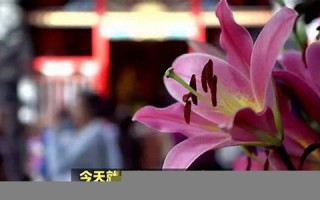 农历四月初七(农历四月初七是黄道吉日吗)