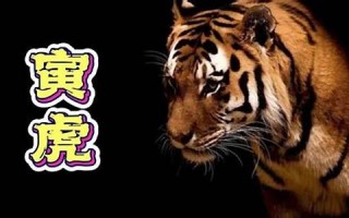 寅虎(寅虎卯兔拼音)