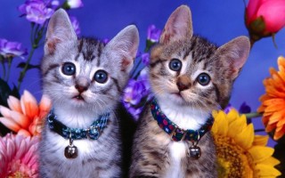 射手座和什么座最配(射手座和什么座最配对朋友)