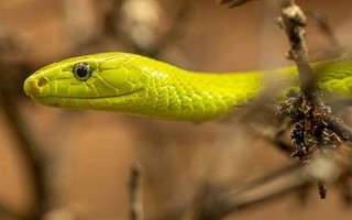 女人梦见蛇预示着什么(怀孕的女人梦见蛇预示着什么)