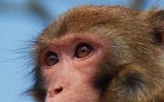 2022年属猴人的全年运势(2022年属猴人的全年运势男性2004)