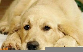 梦见狗(梦见狗追着咬我是什么预兆)